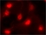 Anti High Mobility Group Protein B1 Antibody, clone HMG1-5H6 thumbnail image 2
