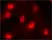 Anti High Mobility Group Protein B1 Antibody, clone HMG1-5H6 thumbnail image 2