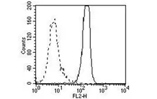 Anti High Mobility Group Protein B1 Antibody, clone HMG1-5H6 gallery image 3
