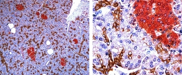 Anti Mouse IgG1 Antibody, clone AbD24121 gallery image 10