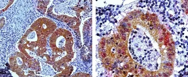 Anti Mouse IgG1 Antibody, clone AbD24121 gallery image 11