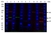Anti Mouse IgG1 Antibody, clone AbD24121 thumbnail image 13