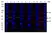 Anti Mouse IgG1 Antibody, clone AbD24121 thumbnail image 13