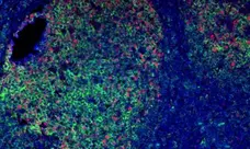 Anti Mouse IgG1 Antibody, clone AbD24121 gallery image 14