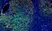 Anti Mouse IgG1 Antibody, clone AbD24121 thumbnail image 14