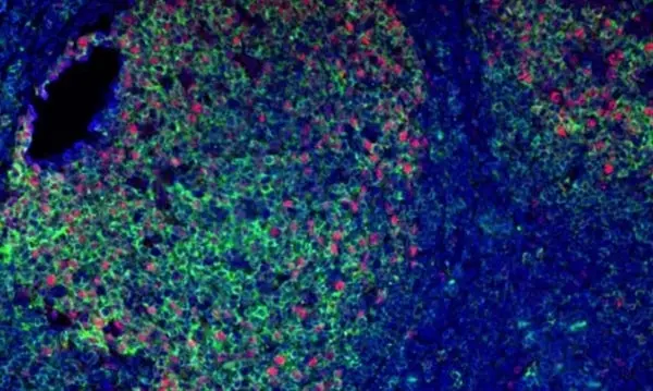 Anti Mouse IgG1 Antibody, clone AbD24121 gallery image 14