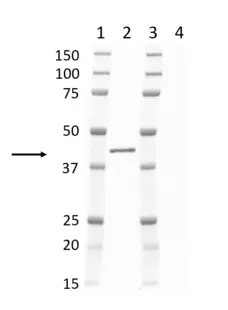 Anti Mouse IgG1 Antibody, clone AbD24121 gallery image 15