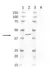 Anti Mouse IgG1 Antibody, clone AbD24121 thumbnail image 15
