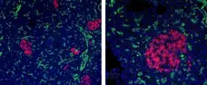 Anti Mouse IgG1 Antibody, clone AbD24121 gallery image 8