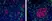 Anti Mouse IgG1 Antibody, clone AbD24121 thumbnail image 8