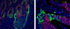 Anti Mouse IgG1 Antibody, clone AbD24121 gallery image 9