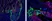 Anti Mouse IgG1 Antibody, clone AbD24121 thumbnail image 9