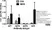 Anti Mouse IgG1 Heavy Chain Antibody, clone LO-MG1-2 thumbnail image 2