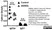 Anti Mouse IgG1 Heavy Chain Antibody, clone LO-MG1-2 thumbnail image 3