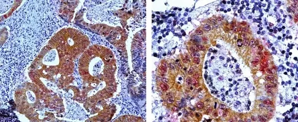 Anti Mouse IgG2a Antibody, clone AbD24124 gallery image 10