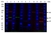 Anti Mouse IgG2a:Alk. Phos Antibody, clone AbD24124 thumbnail image 12