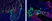 Anti Mouse IgG2a Antibody, clone AbD24124 thumbnail image 13