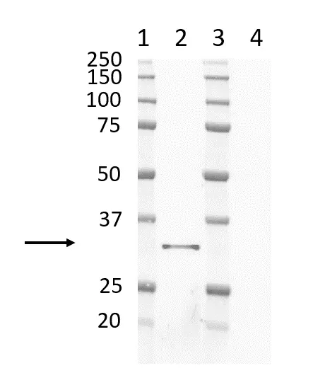 Anti Mouse IgG2a Antibody, clone AbD24124 gallery image 14
