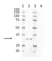 Anti Mouse IgG2a Antibody, clone AbD24124 thumbnail image 14