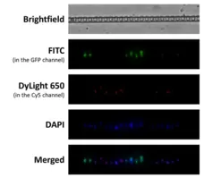 Anti Mouse IgG2a Antibody, clone AbD24124 gallery image 15