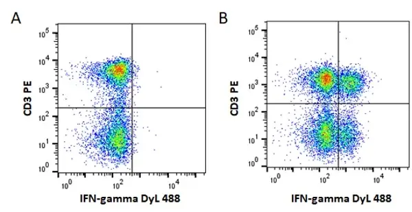 Anti Mouse IgG2a Antibody, clone AbD24124 gallery image 3