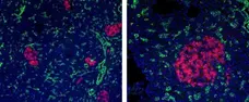 Anti Mouse IgG2a Antibody, clone AbD24124 gallery image 7