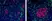 Anti Mouse IgG2a Antibody, clone AbD24124 thumbnail image 7