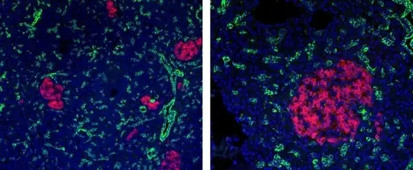 Anti Mouse IgG2a Antibody, clone AbD24124 gallery image 7