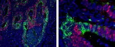 Anti Mouse IgG2a Antibody, clone AbD24124 gallery image 8