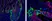 Anti Mouse IgG2a Antibody, clone AbD24124 thumbnail image 8