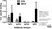 Anti Mouse IgG2a Heavy Chain Antibody, clone LO-MG2a-7 thumbnail image 2