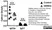 Anti Mouse IgG2a Heavy Chain Antibody, clone LO-MG2a-7 thumbnail image 3