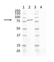 Anti Mouse IgG2b Antibody, clone AbD24127 gallery image 10