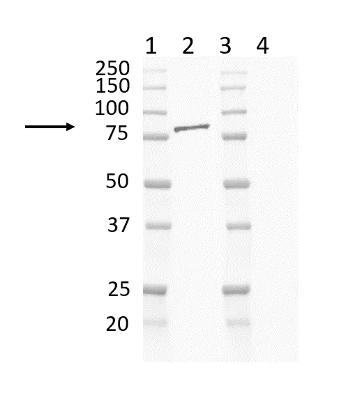 Anti Mouse IgG2b Antibody, clone AbD24127 gallery image 10