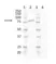 Anti Mouse IgG2b Antibody, clone AbD24127 thumbnail image 10