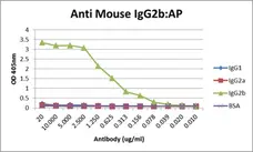 Anti Mouse IgG2b Antibody, clone AbD24127 gallery image 7