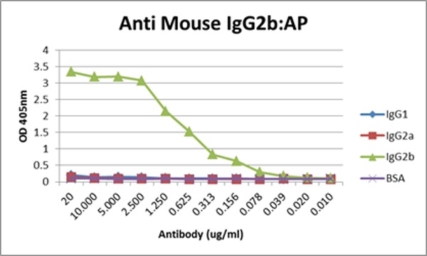 Anti Mouse IgG2b:Alk. Phos Antibody, clone AbD24127 gallery image 7