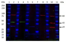 Anti Mouse IgG2b Antibody, clone AbD24127 gallery image 8