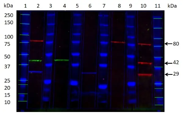 Anti Mouse IgG2b Antibody, clone AbD24127 gallery image 8