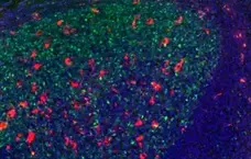Anti Mouse IgG2b Antibody, clone AbD24127 gallery image 9