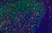 Anti Mouse IgG2b Antibody, clone AbD24127 thumbnail image 9