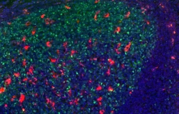 Anti Mouse IgG2b Antibody, clone AbD24127 gallery image 9