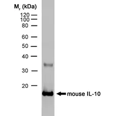 Anti Mouse Interleukin-10 Antibody, clone JES5-2A5 gallery image 1