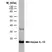 Anti Mouse Interleukin-10 Antibody, clone JES5-2A5 thumbnail image 1