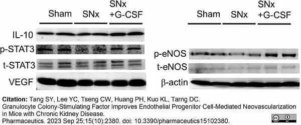 Anti Mouse Interleukin-10 Antibody, clone JES5-2A5 gallery image 2