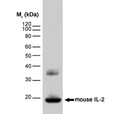 Anti Mouse Interleukin-2 Antibody, clone JES6-1A12 gallery image 1