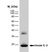 Anti Mouse Interleukin-2 Antibody, clone JES6-1A12 thumbnail image 1