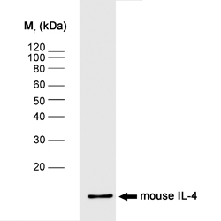 Anti Mouse Interleukin-4 Antibody, clone BVD4-1D11 gallery image 1