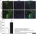 Anti Mouse Interleukin-6 Antibody, clone MP5-20F3 thumbnail image 1