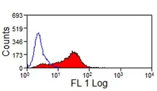 Anti Mouse JAM-C Antibody, clone CRAM-18 F26 gallery image 2